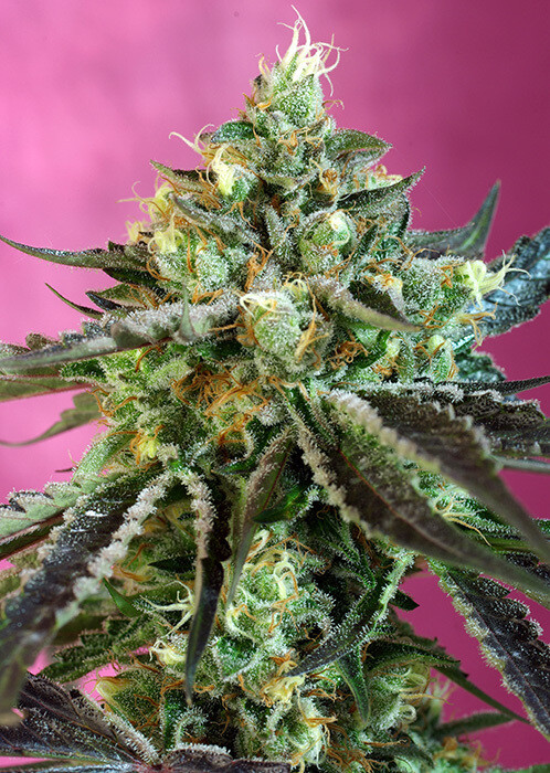 Sweet Nurse Auto CBD