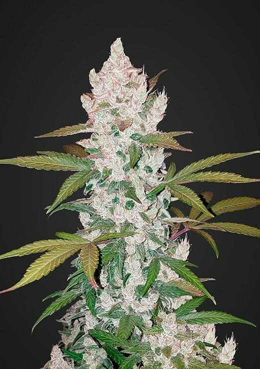 Girl Scout Cookies Auto 3pcs