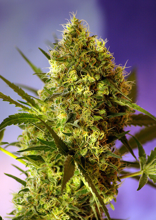 Big Devil #2 Auto