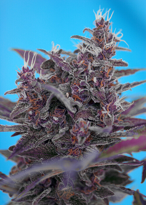 Black Cream Auto