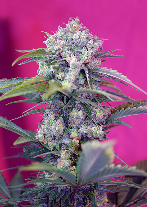 Cream Mandarine Auto