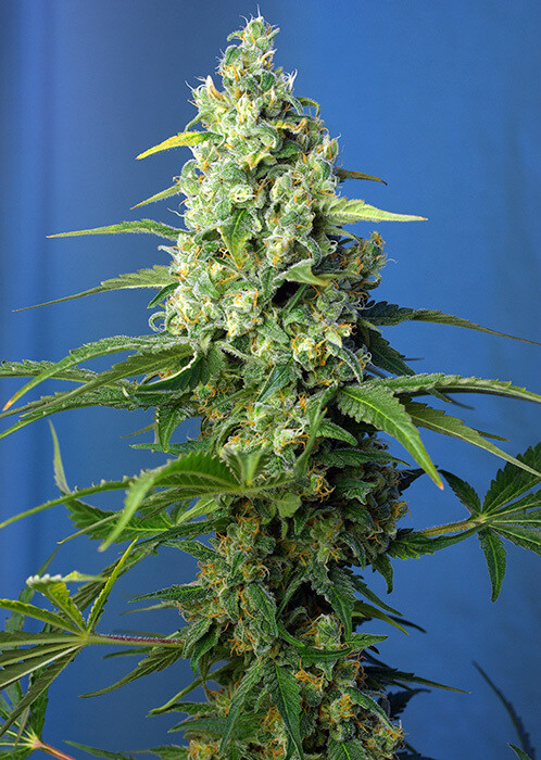 Honey Peach Auto CBD
