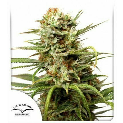 DP Auto White Widow