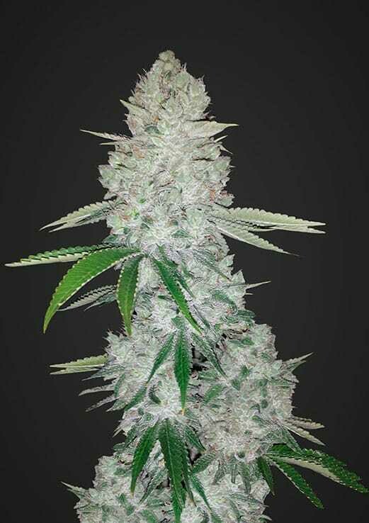 Gorilla Glue Auto 10pcs