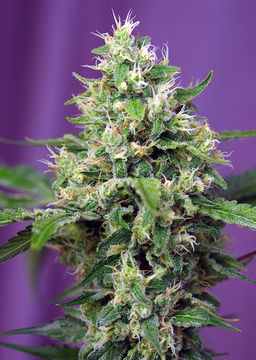Sweet Amnesia Haze XL Auto 3 seeds