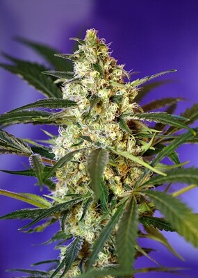 Fast Bud Auto