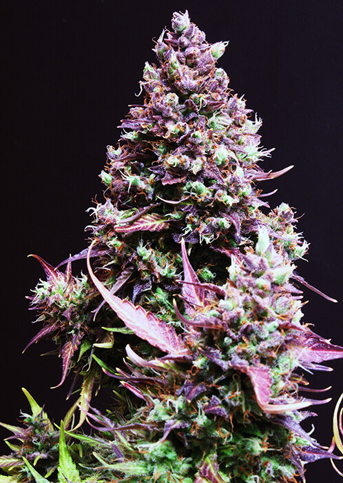 Cream Caramel Auto