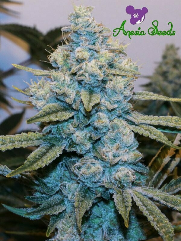 Original Gorilla #4