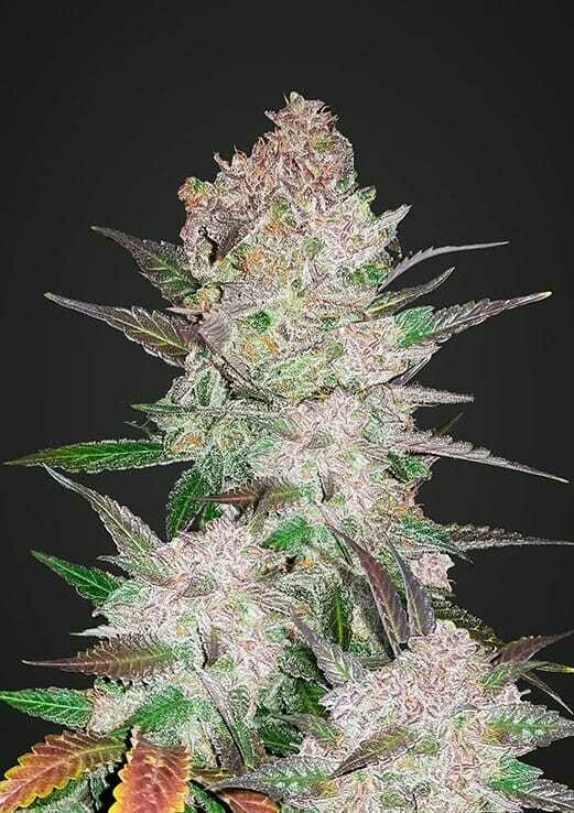 Cream Cookies Auto 3pc