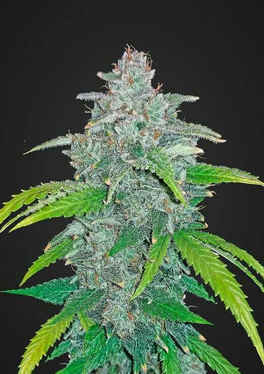 Blue Dream&#39;matic 10pcs