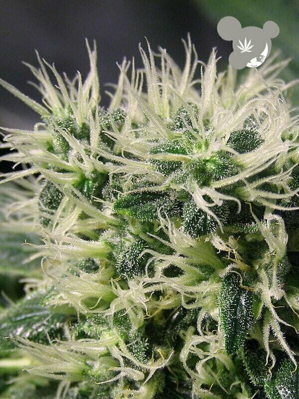 Copacobana, Landraces