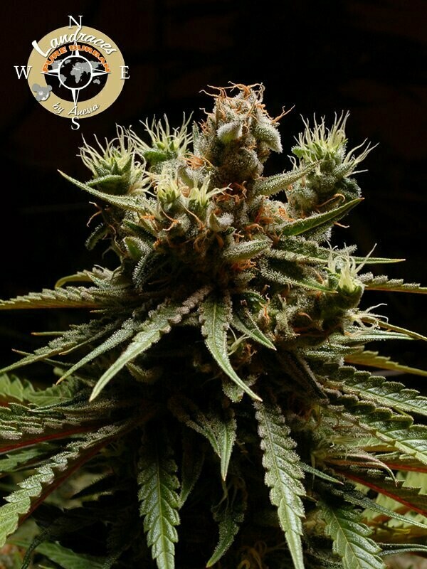 Pure Durban, Landraces