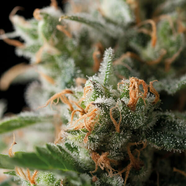 TS Jack Herer feminised 5pcs