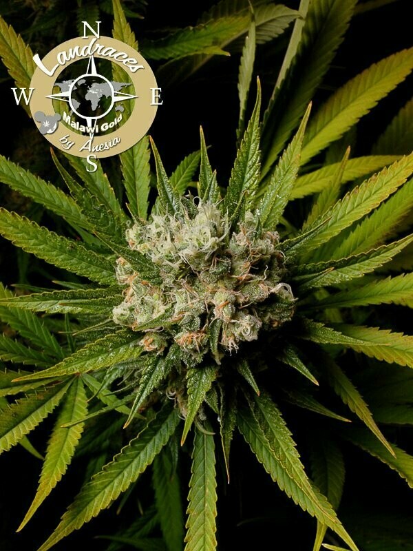 Malawi Gold, Landraces