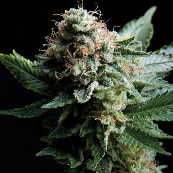 TS White Widow feminised 5pcs