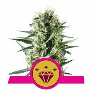 RQS Special Kush # 1 feminised 3pcs