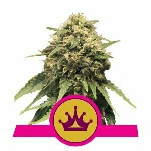 RQS Special Queen # 1 feminised 3pcs