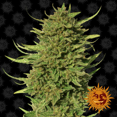 BF Critical Kush feminised 10pcs