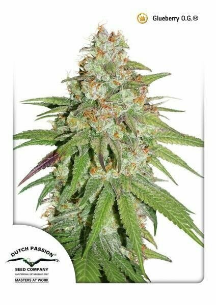 DP Glueberry O.G. feminised 5pcs