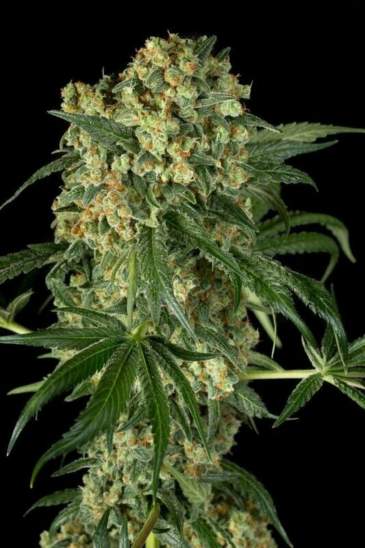 Dinafem Big Kush feminised