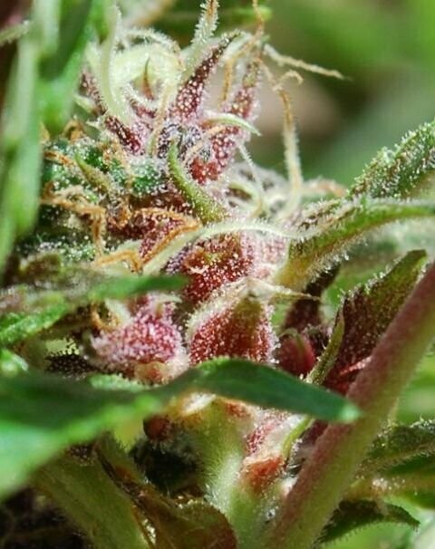 FS Red Purps feminized 10pcs