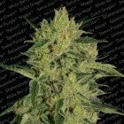 PS Nebula II CBD feminised 5pcs