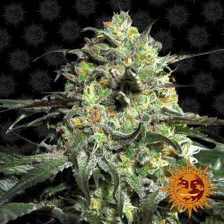 BF Peyote Cookies feminized 5pcs