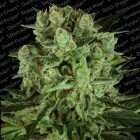 PS Durga Mata II CBD feminised 5pcs
