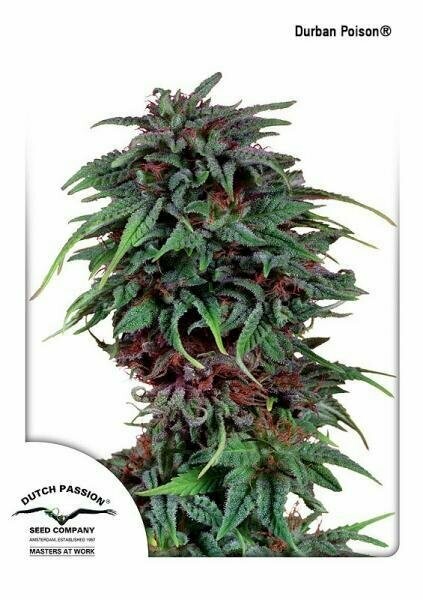 DP Durban Poison feminised 5pcs