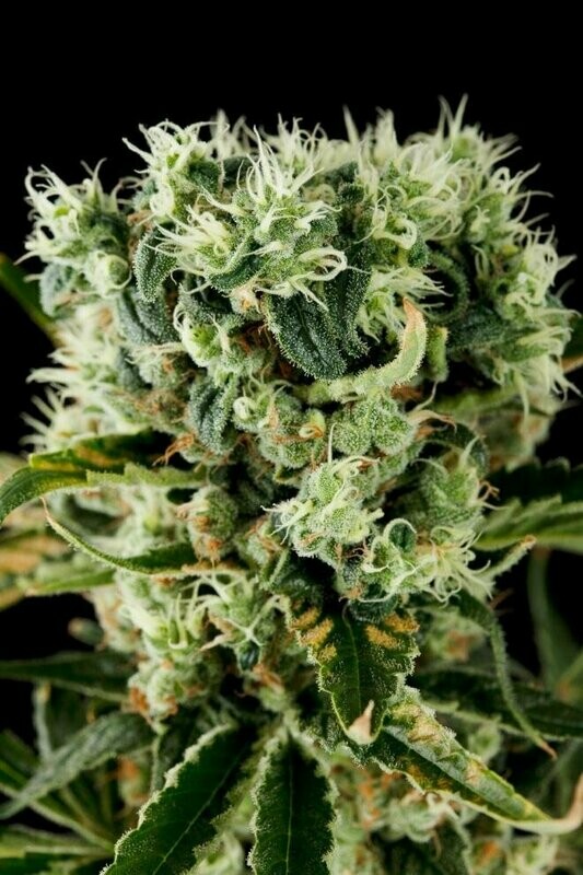 Dinafem Moby Dick #2 feminised 5pcs
