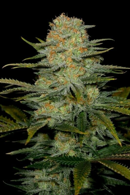 Dinafem Amnesia CBD 5pcs