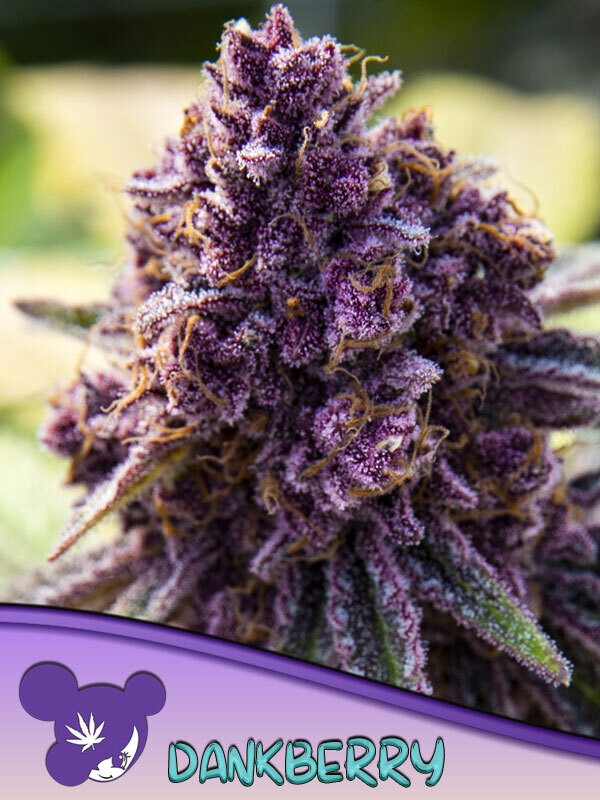 Dankberry