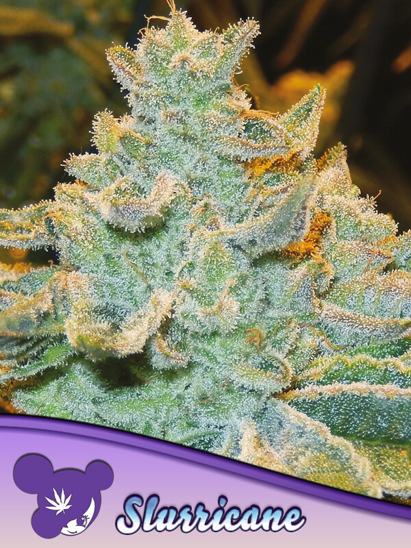Slurricane