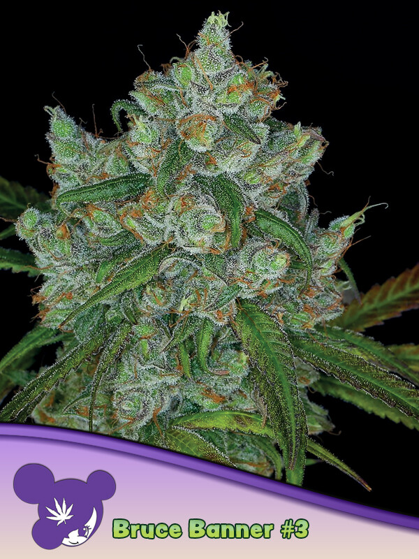 Bruce Banner #3  3pc