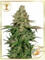MR. BLACK BANANA