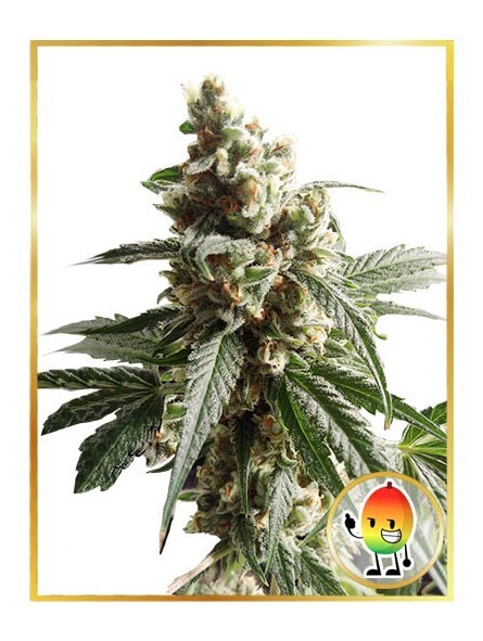 MR. MANGO CRACK