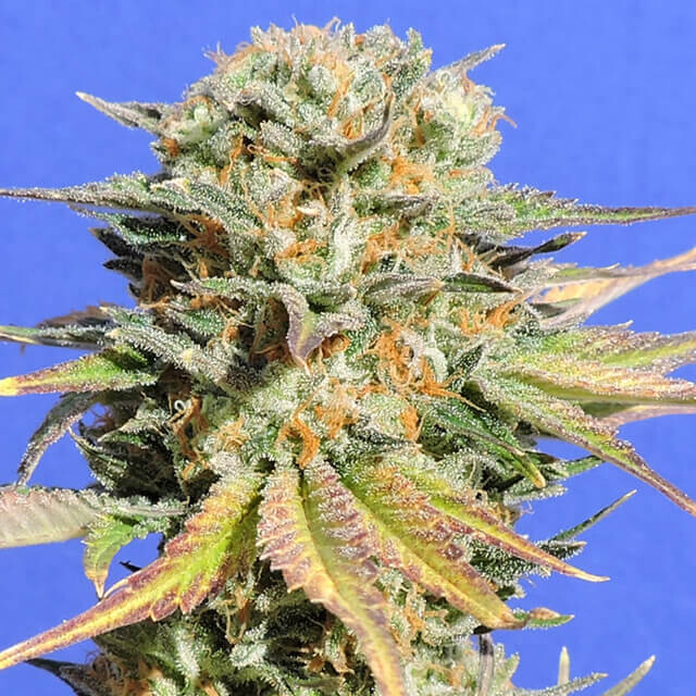 Bruce Banner #3
Colorado Ghost OG x Strawberry Diesel 10+4 pc