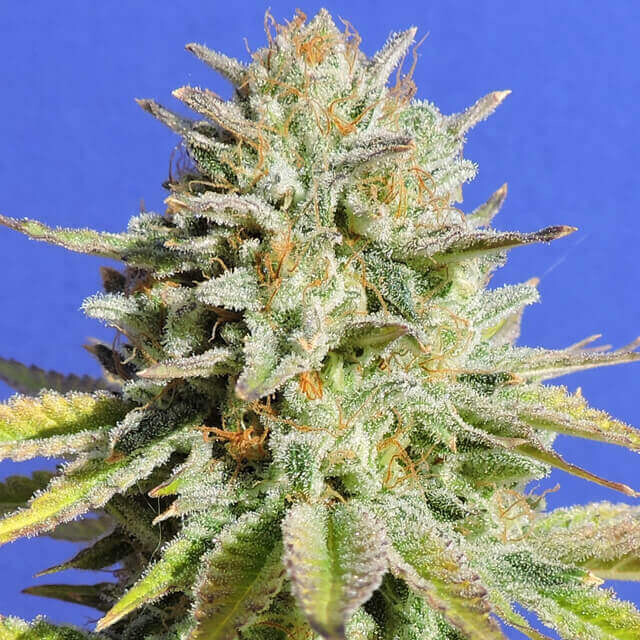 Gorilla Glue #4
Chems Sister x Sour Dubb x Chocolate Diesel Pie 5+2 pc