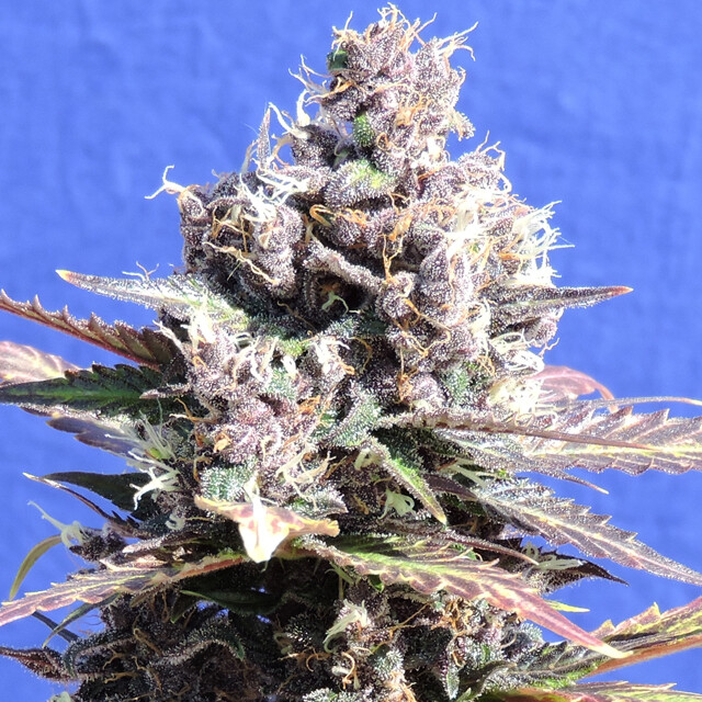 Gelato
Sunset Sherbet x Girl Scout Cookies 10+4 pc