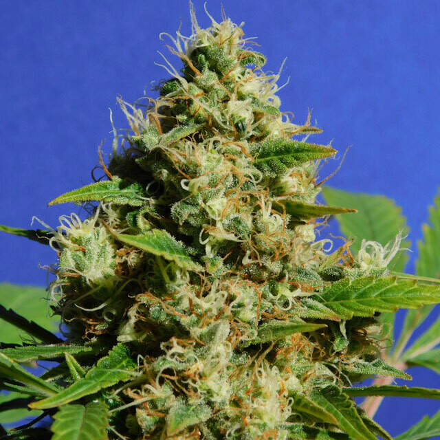 Banana Sherbet
(Sunset Sherbet x Banana) x Kosher Kush pc