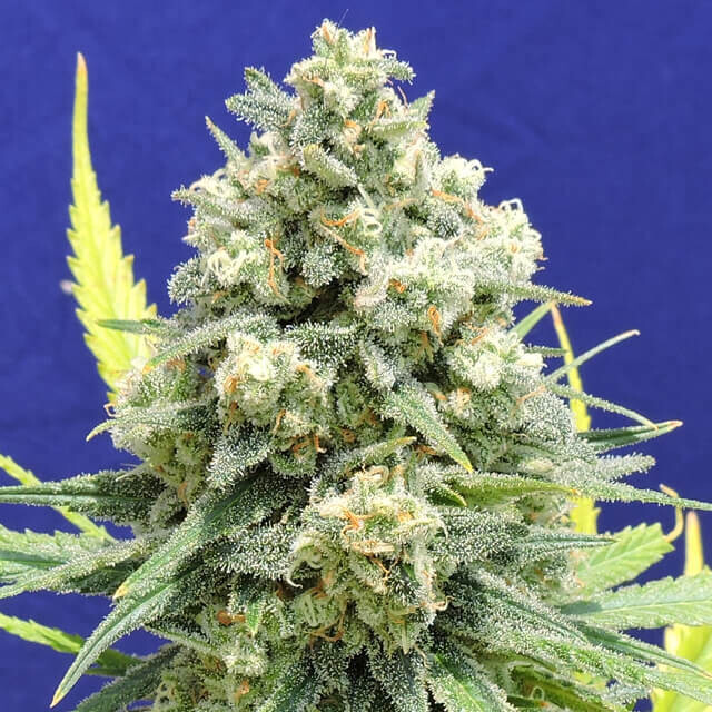 White Critical
Critical x White Widow 50+20 pc