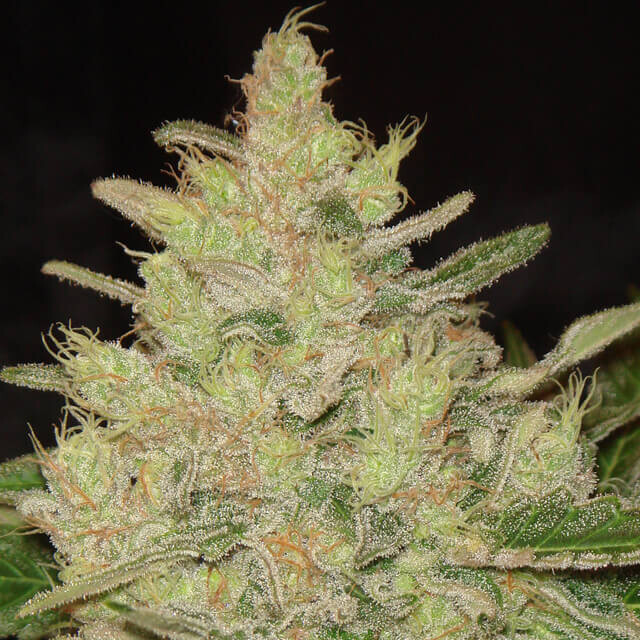 Blueberry Ghost OG
Blueberry (Blue Monster) x Colorado Ghost OG
10+4 pc