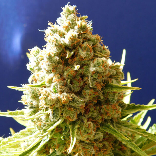 Pure Kush
Hindu Kush
50+20 pc