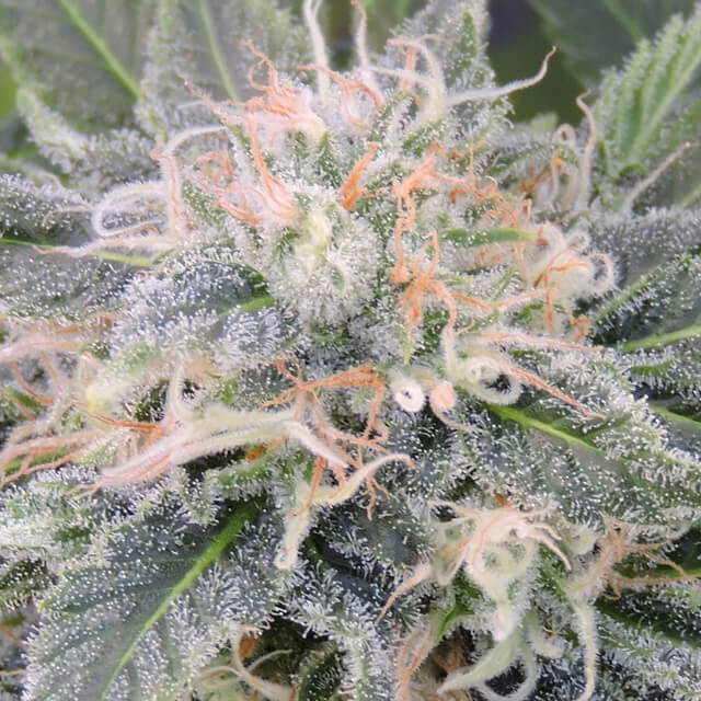 Black Ghost OG
Colorado Ghost OG x Black Domina
10+4pc