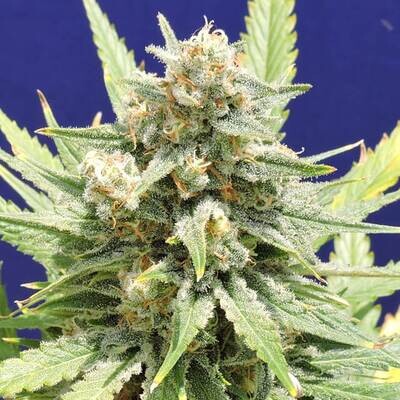 Stinkin&#39; Bishop
Afghan Kush x Super Skunk
5+2 pc