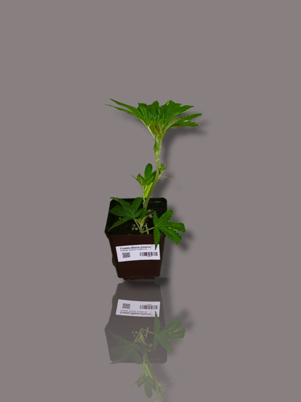 Steckling Sour Betty Anesia Seeds