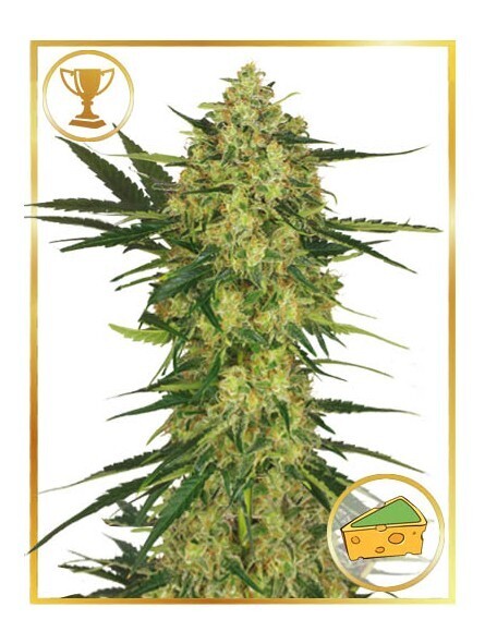 MR. CHEESE MASS