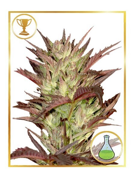 MR. JEKYLL KUSH