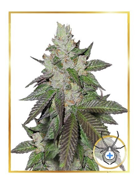 MR. WHITE WIDOW +