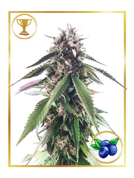 MR. BLUEBERRY BUD